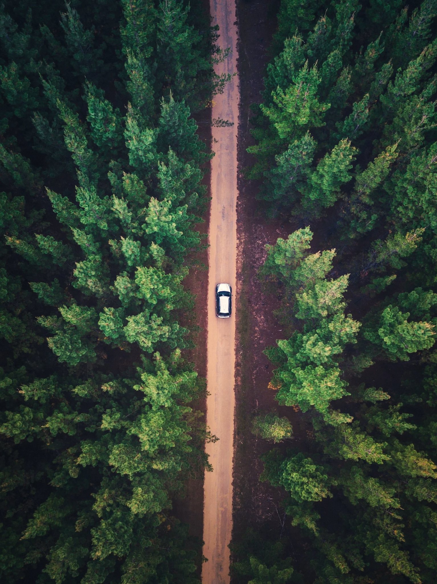 Aerial view of a car on a dirt road through dense evergreen forest